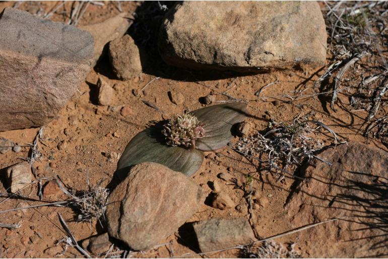 Massonia obermeyerae 2012