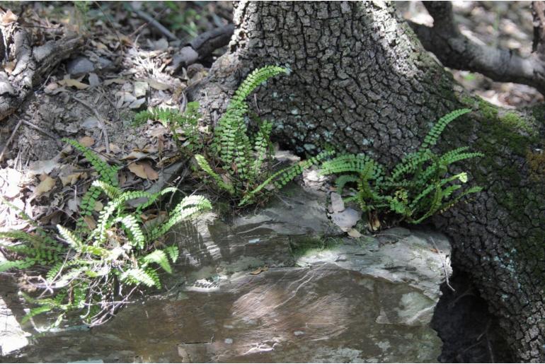 Asplenium trichomanes ssp trichomanes 2015