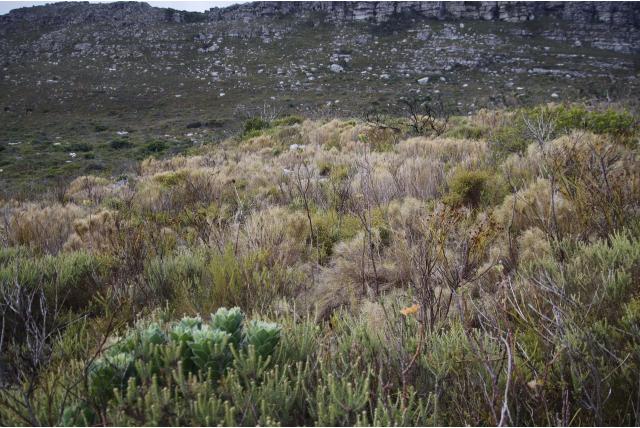 Grootbloemige Pseudopnaitris