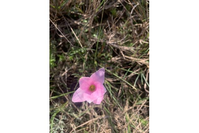 Herfstbloeiende romulea