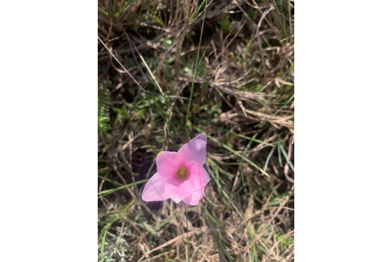 Romulea autumnalis&nbsp;2024