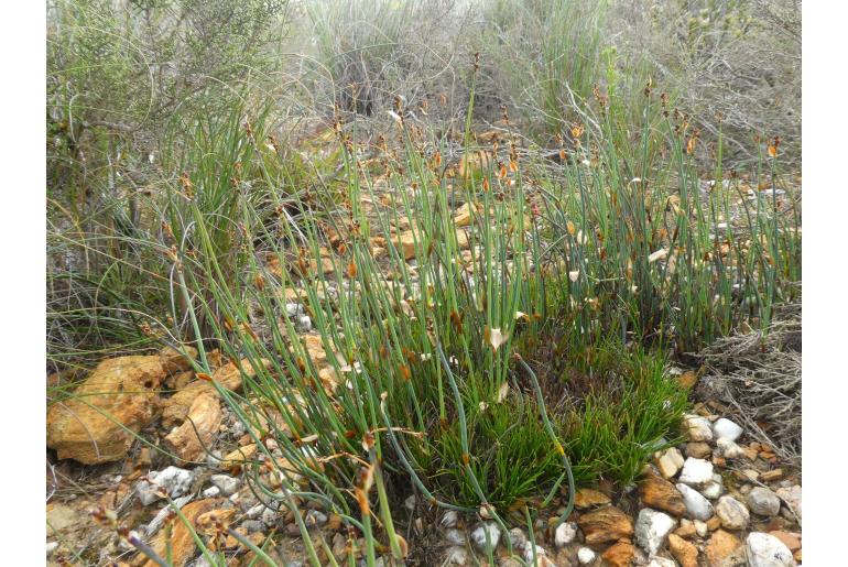 Elegia squamosa&nbsp;2025