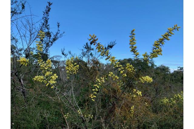 Speer acacia