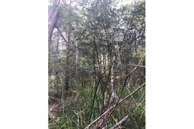 Vijf klieren acacia
