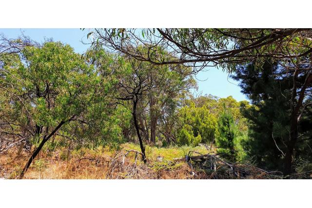 Dichtbebloemd acacia