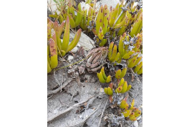 Zebra haworthia Zebra haworthia