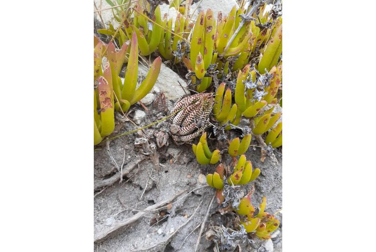 Haworthiopsis attenuata var attenuata 2034