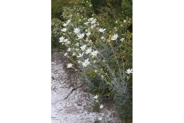 Flanel bloem Flanel bloem