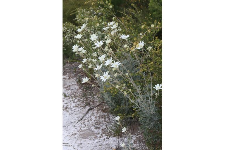 Actinotus helianthi -2039