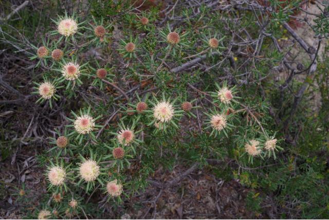 Roze banksia