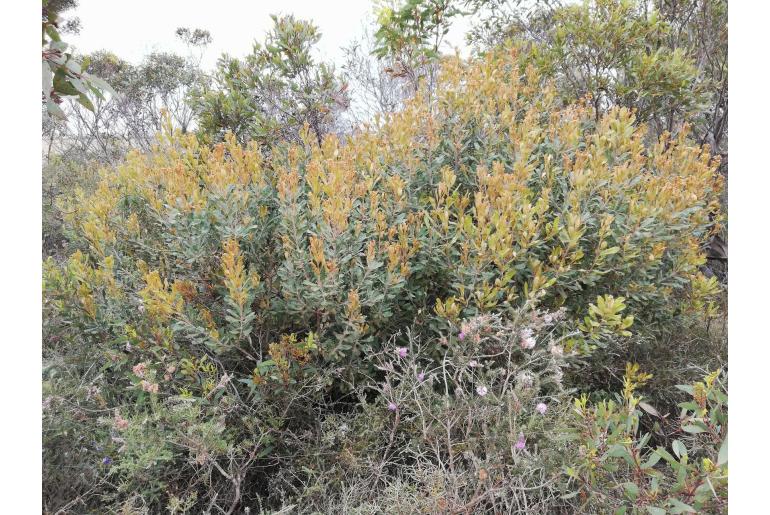 Banksia media -2055