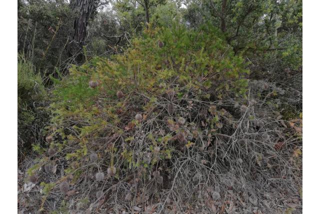 Knikkende banksia