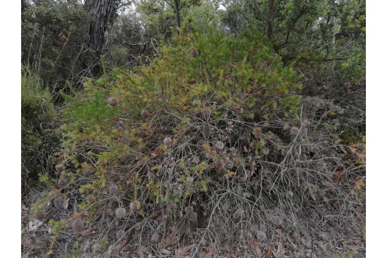 Banksia nutans var nutans -2056