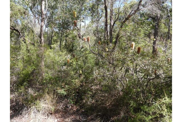 Varenblad banksia