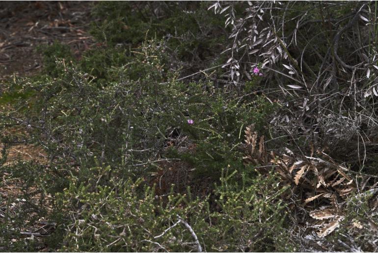 Melaleuca jonesii -2063