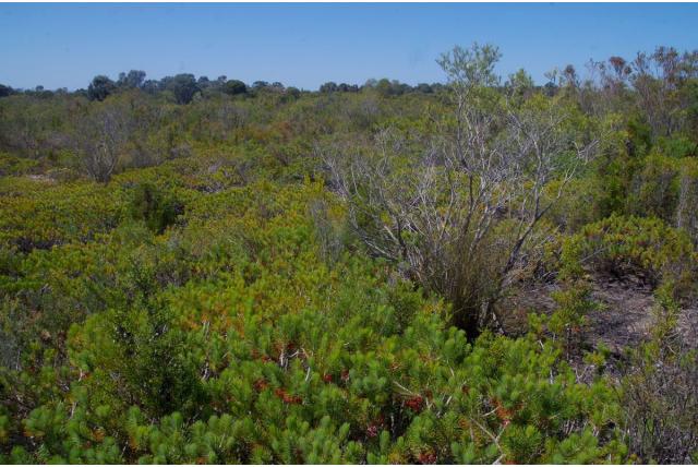 Harige Melaleuca