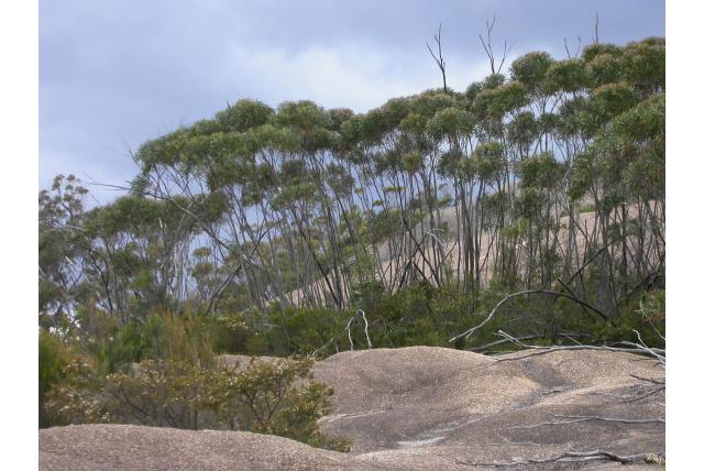 Bel-fruit Barren Mountian Eucalyptus
