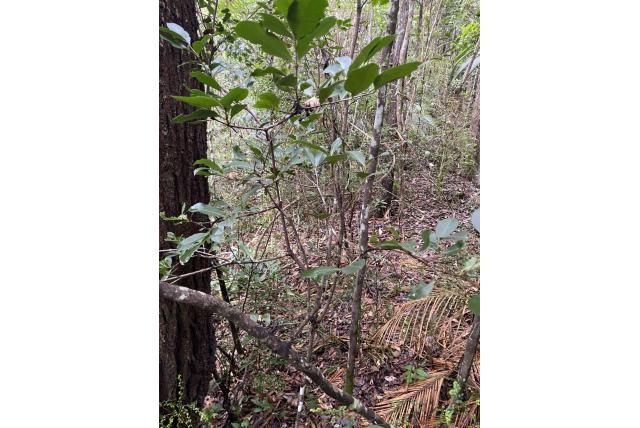 Australische elaeodendron