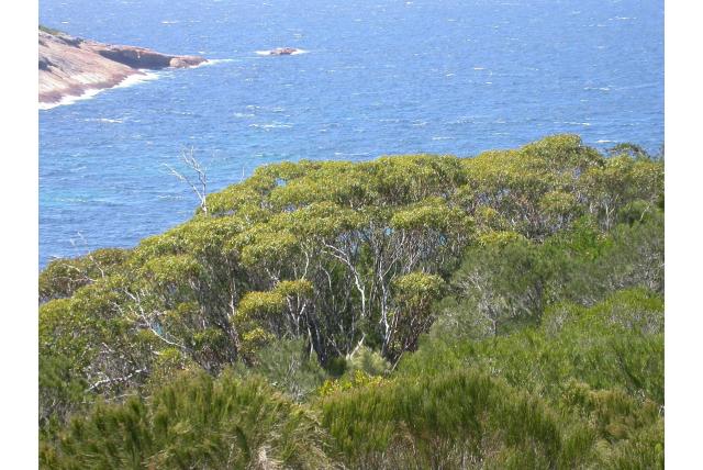 Mount Le Grand Eucalyptus