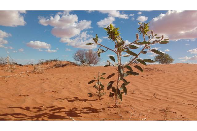 Groene crotalaria