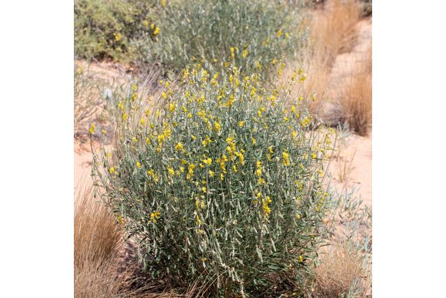 Eenzame crotalaria