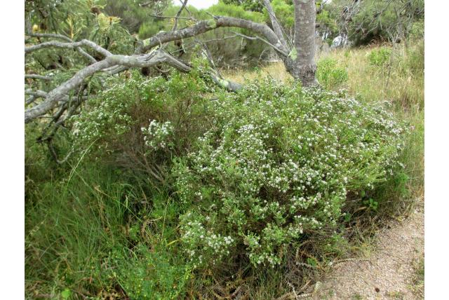 Inheemse diosma