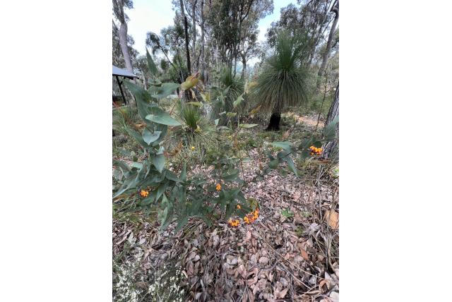 Daviesia met hartvormig blad