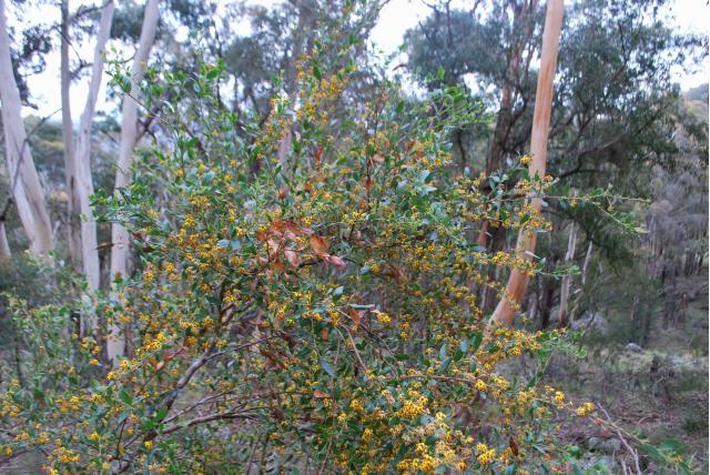 Tuil daviesia