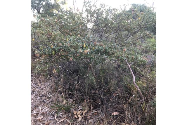 Dampier's diplolaena