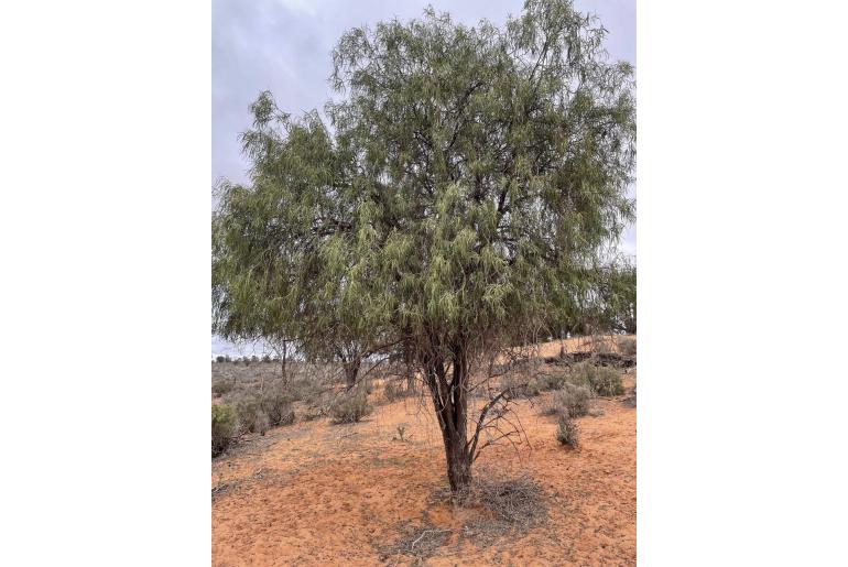 Eremophila longifolia&nbsp;2110