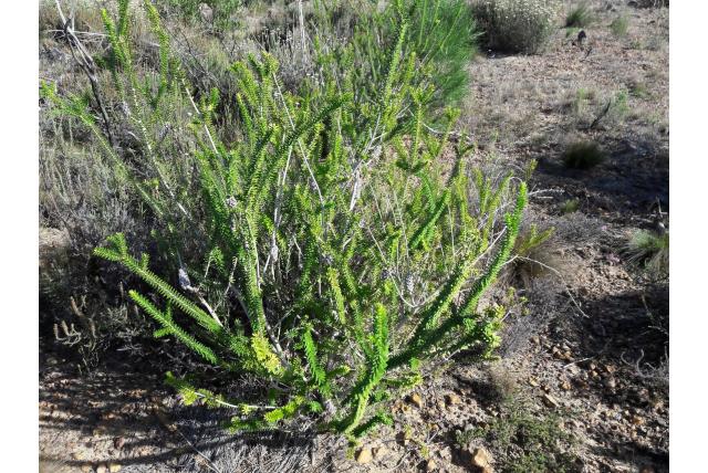 Diosma-bladige melaleuca