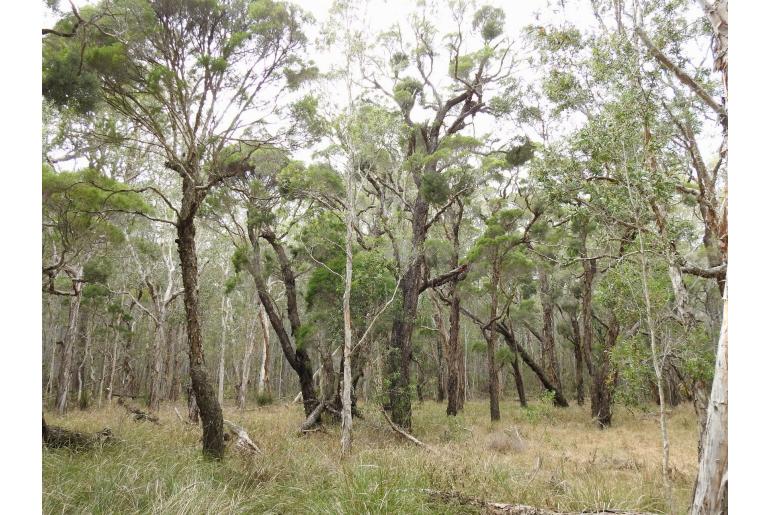 Melaleuca linariifolia -2124
