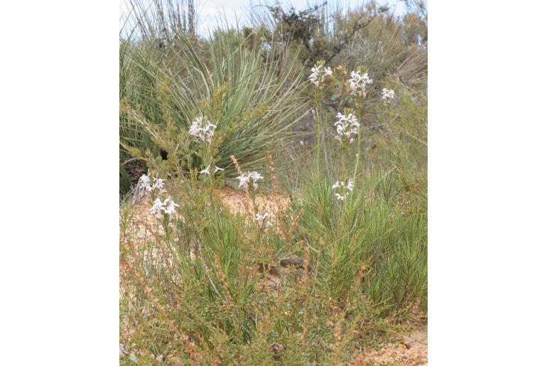 Goodenia scapigera&nbsp;2128