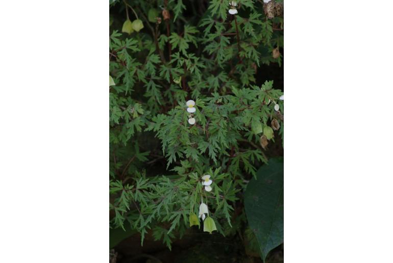 Begonia dregei -2133