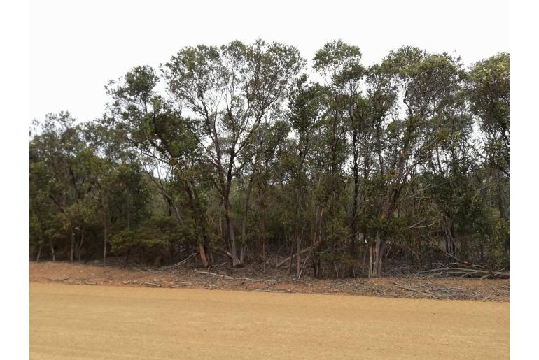 Eucalyptus platypus ssp platypus 2137