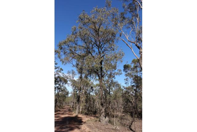 Drie-vrucht Eucalyptus