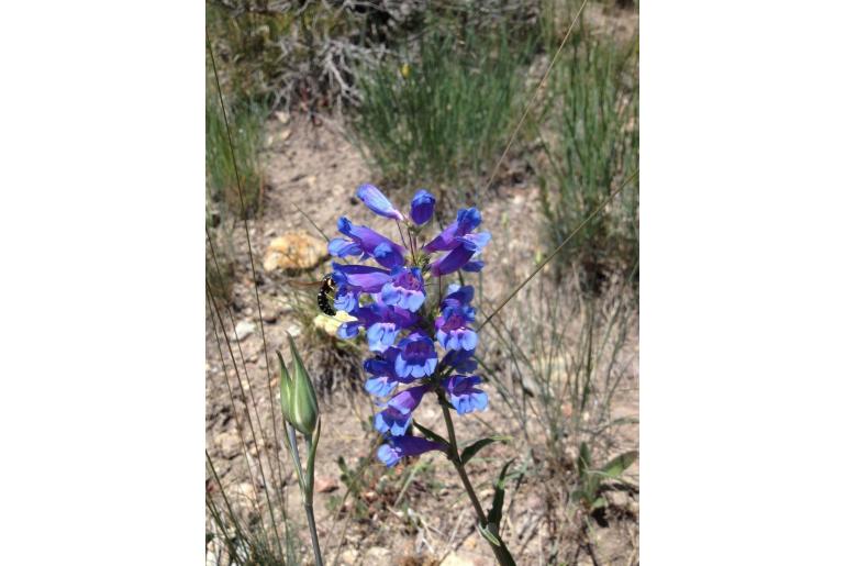 Penstemon lemhiensis 2145