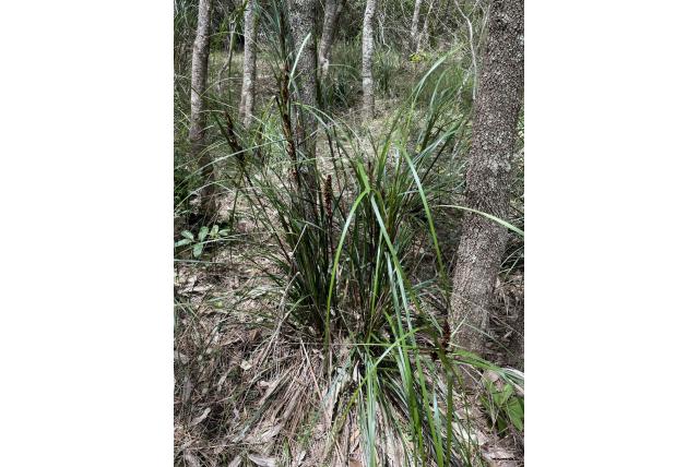 Ruwe gahnia Ruwe gahnia