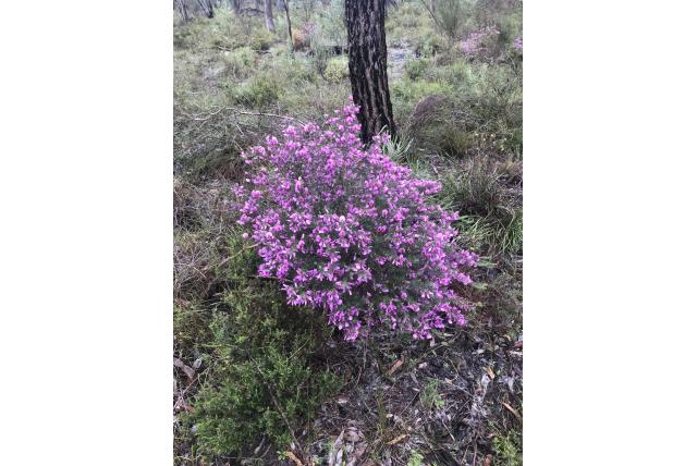 Ruwe wigerwt Ruwe wigerwt