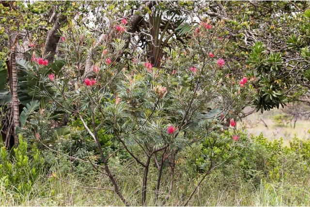 Rode Banks grevillea