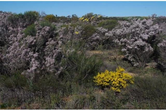 Gele vlam Grevillea