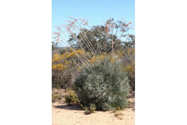 Wit-gepluimde Grevillea