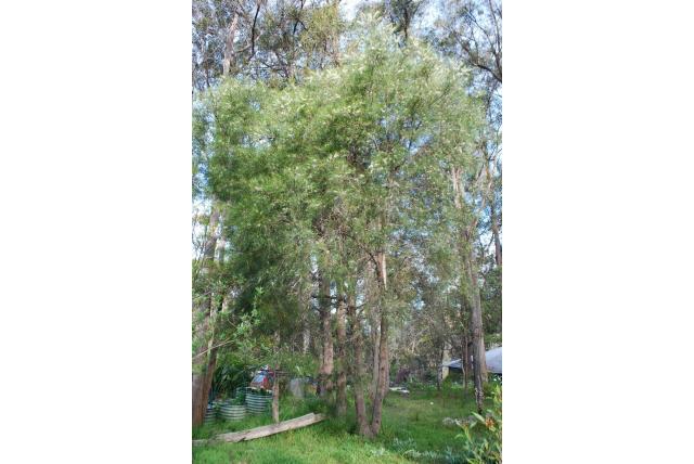 Macrae's Hakea Macrae's Hakea
