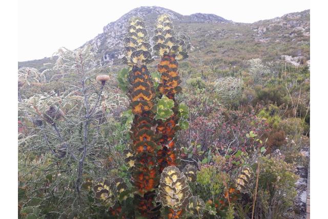Koninklijke Hakea Koninklijke Hakea