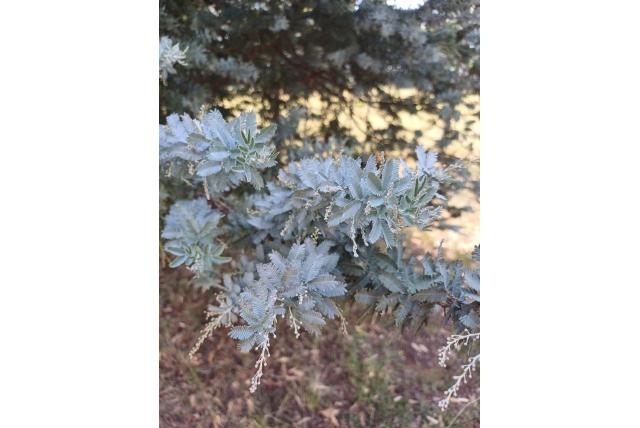 Cootamundra acacia 'Purpurea'
