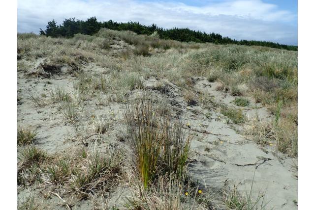 Geknoopte ficinia Geknoopte ficinia