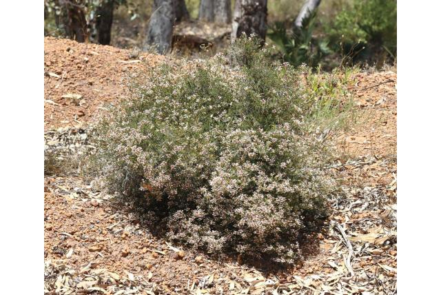 Geschilderd Marianthus