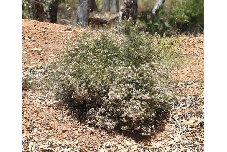 Marianthus bicolor&nbsp;2207