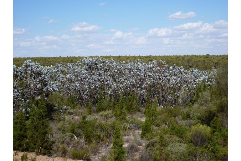 Eucalyptus macrocarpa 2223