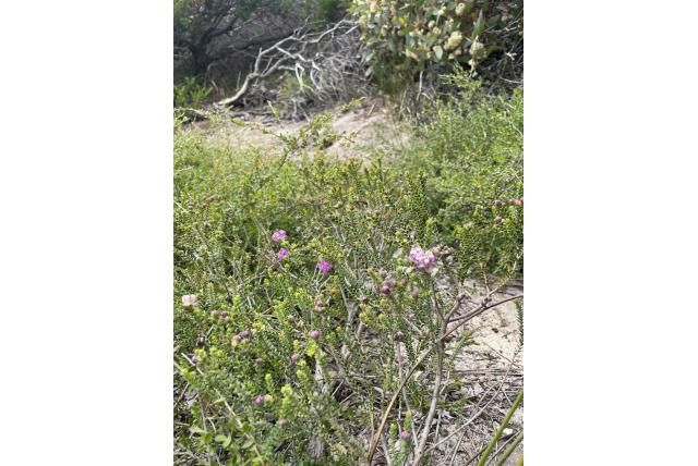Mooie melaleuca